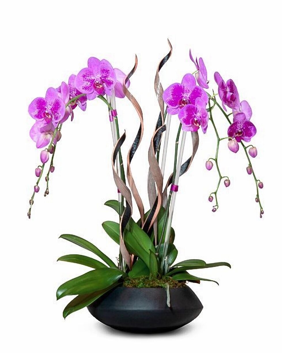cascading purple orchids The Perfect Color of Orchids for Different Holidays