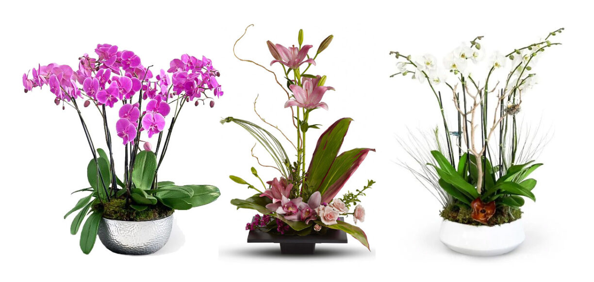 Orchids Arrangements for Mother's Day