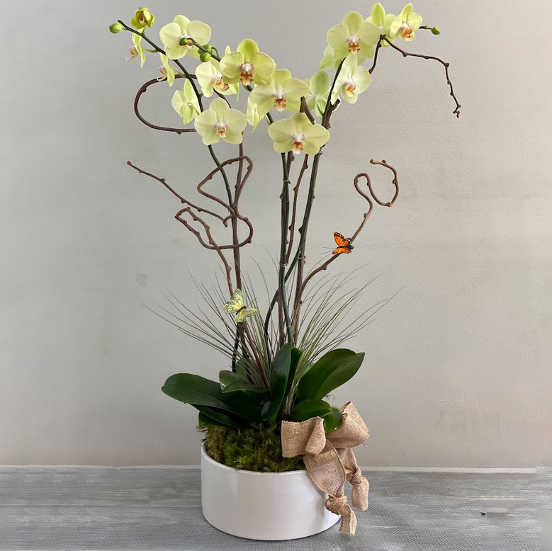 orchids 4 Flower Messages: The Sentiments Behind Each Bouquet