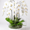 radiant orchids