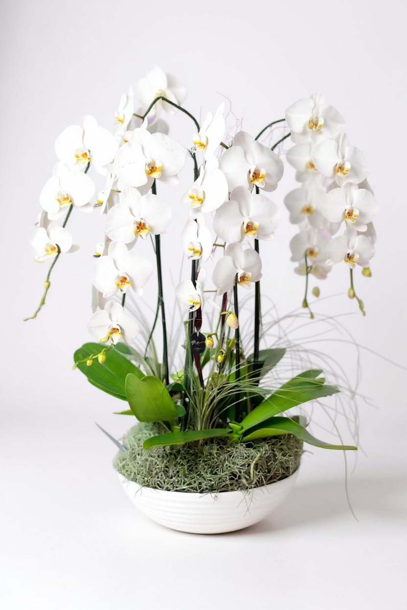 radiant orchids