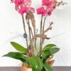 Sally: Unique Orchid Composition