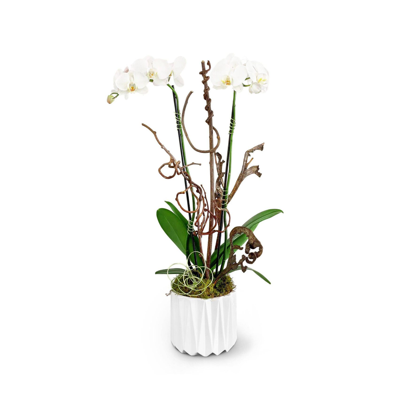 samara 1 Samara: Two Phalaenopsis Orchids in a White Pot