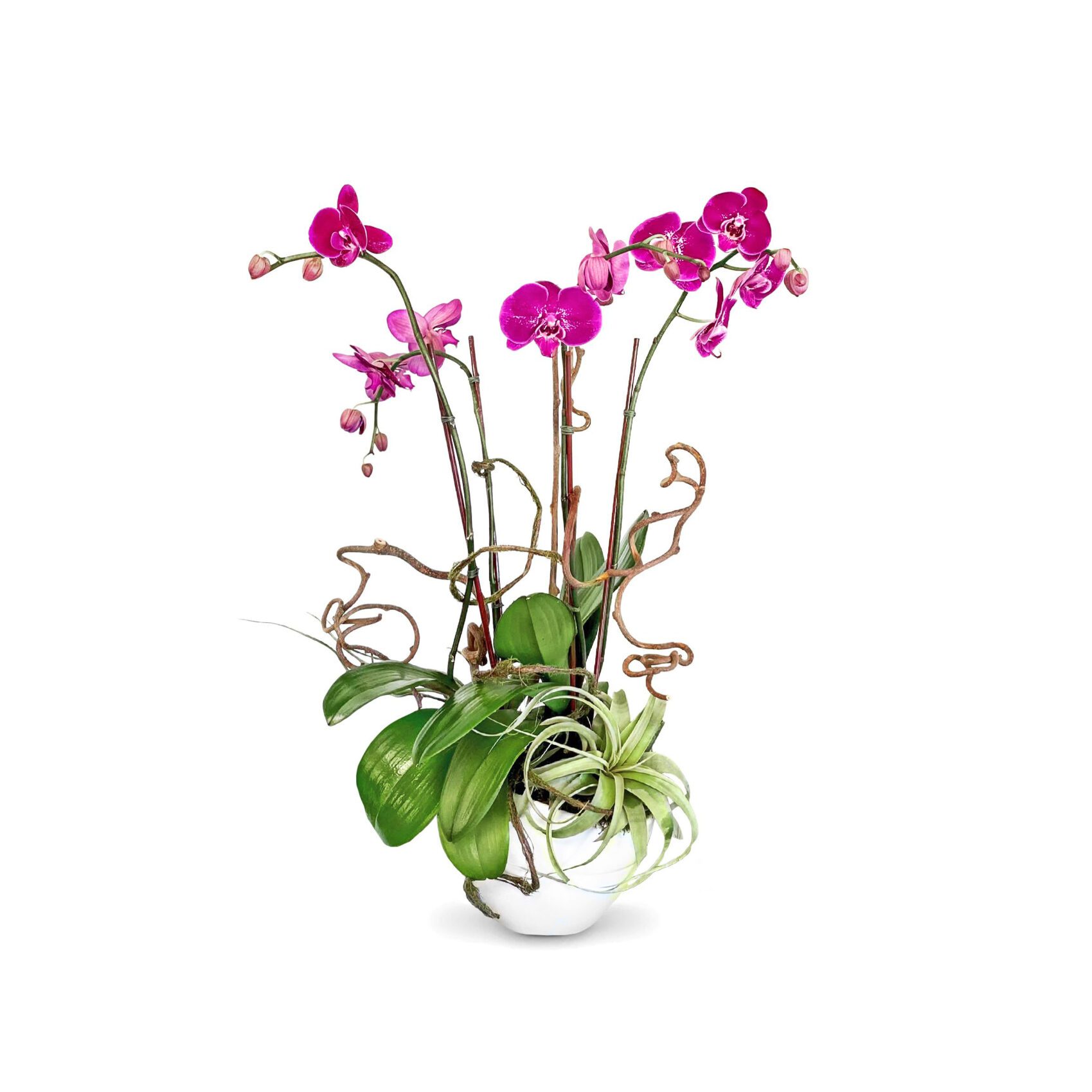 tia 1 Tia: Four Purple Orchids with Air-plants and Kiwi Vine
