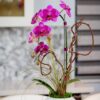 Viola: Single Purple Orchid Arrangement