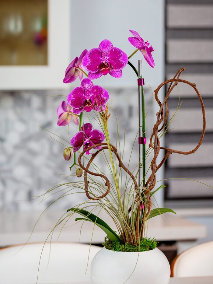 Viola: Single Purple Orchid Arrangement