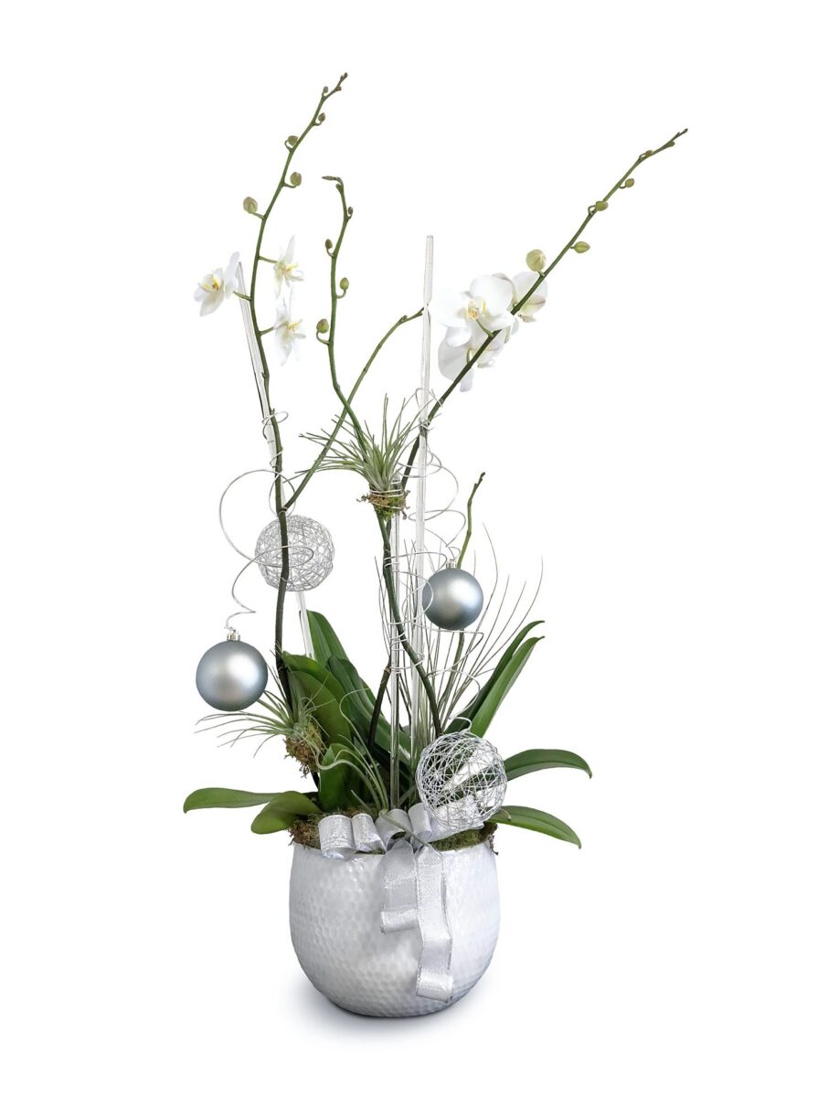 Bring Elegance to Your Christmas Decor with White Orchids