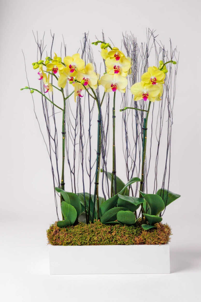 yellow orchids