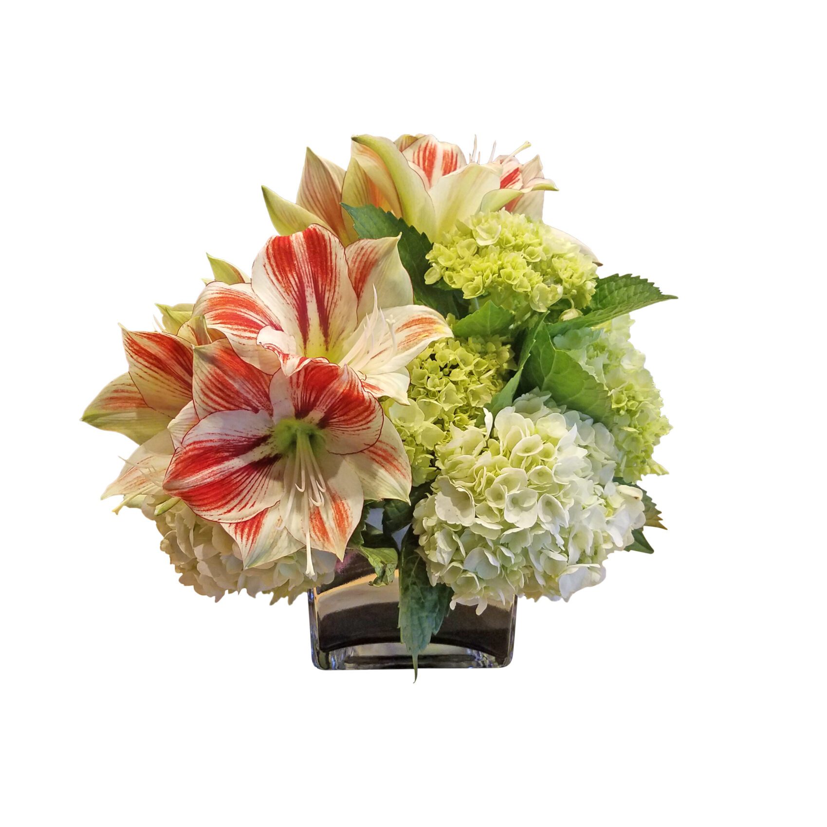Amaryllis and Hydrangea scaled Green Hydrangea and Red Striped Amaryllis: Clear Glass Cubed Vase with White and