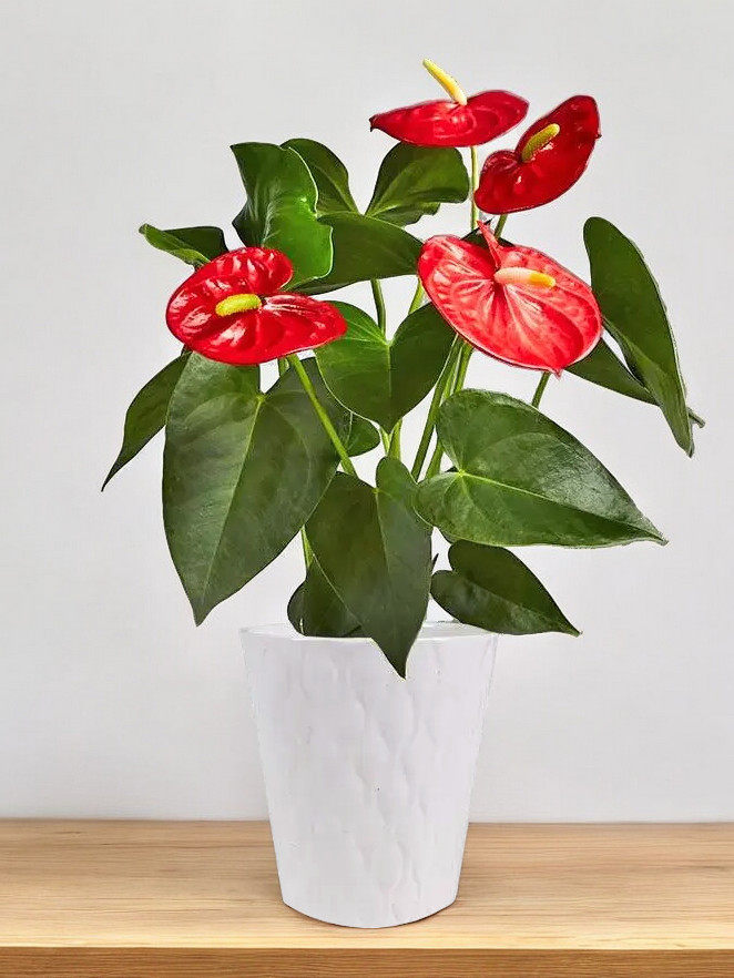 anthurium