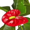 anthurium2