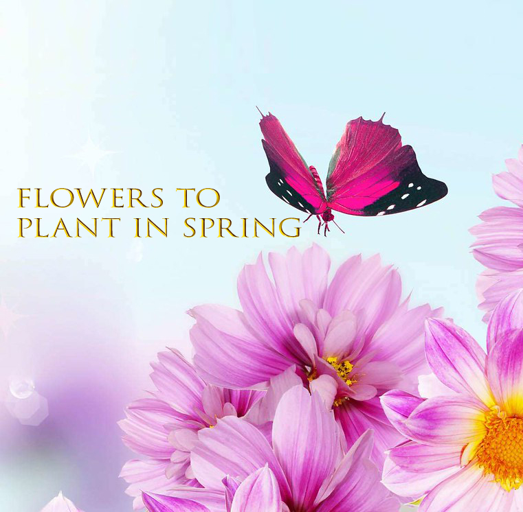 Flowers to Plant in Spring