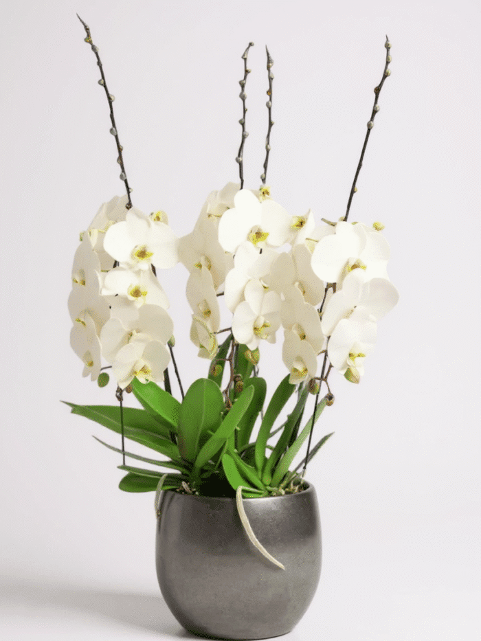 orchids luxury