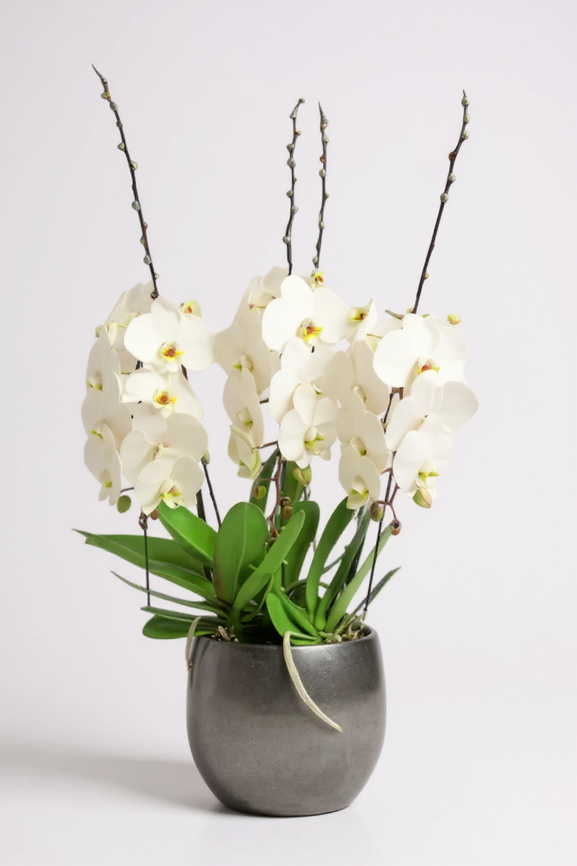 orchids luxury