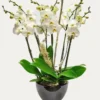 1viva-orchids-boca-raton-flower-delivery-white-orchid-44