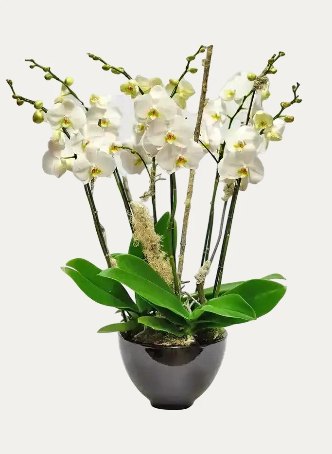 1viva-orchids-boca-raton-flower-delivery-white-orchid-44