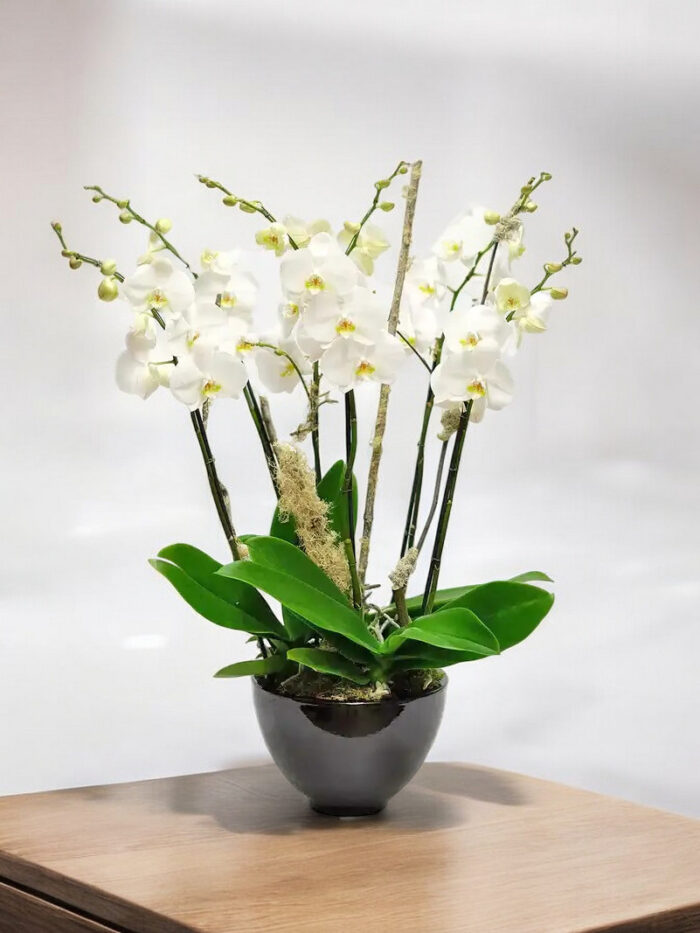 viva-orchids-boca-raton-flower-delivery-white-orchid-spring-fores