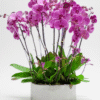 orchids