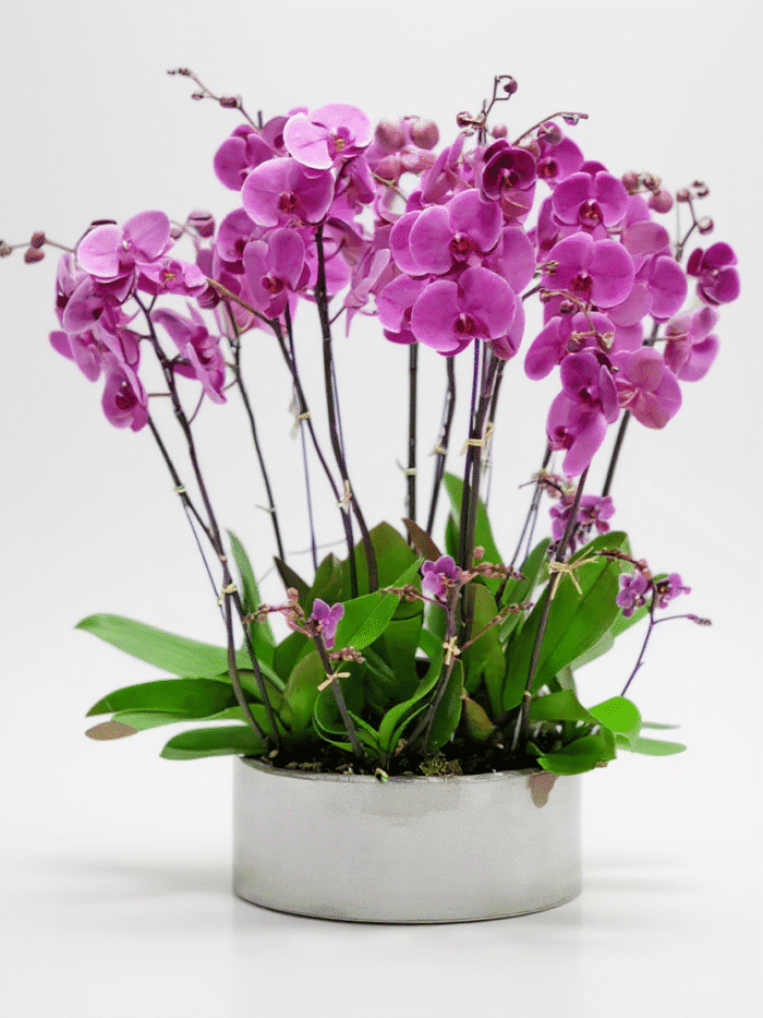 orchids