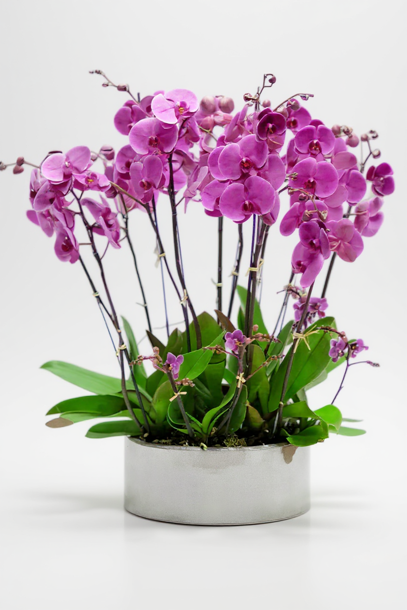 orchids