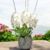 4-2viva-orchids-boca-raton-flower-delivery-white-orchid-helsinki-1-1-Photoroom