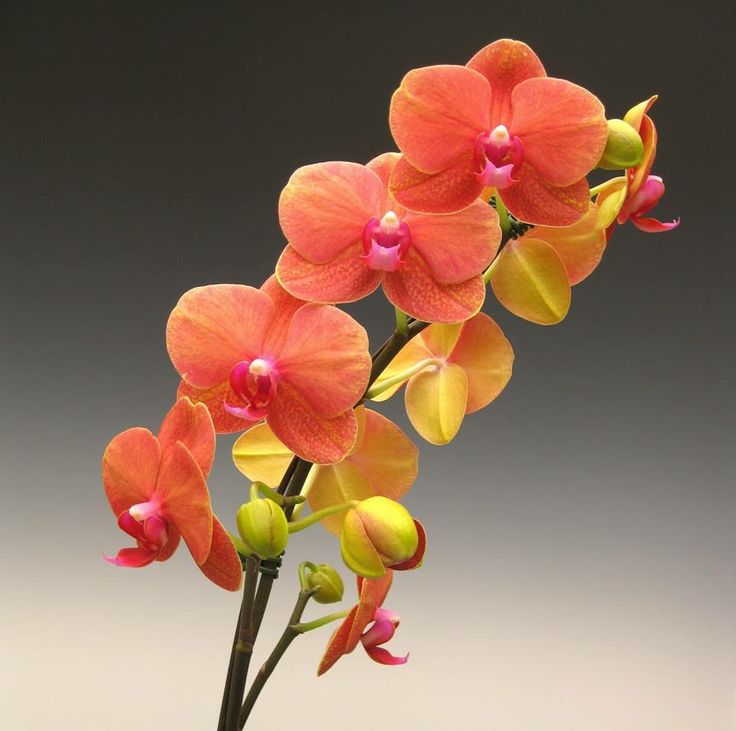 4b019de69f3e09df8ddf777f2637abb5 The Perfect Color of Orchids for Different Holidays