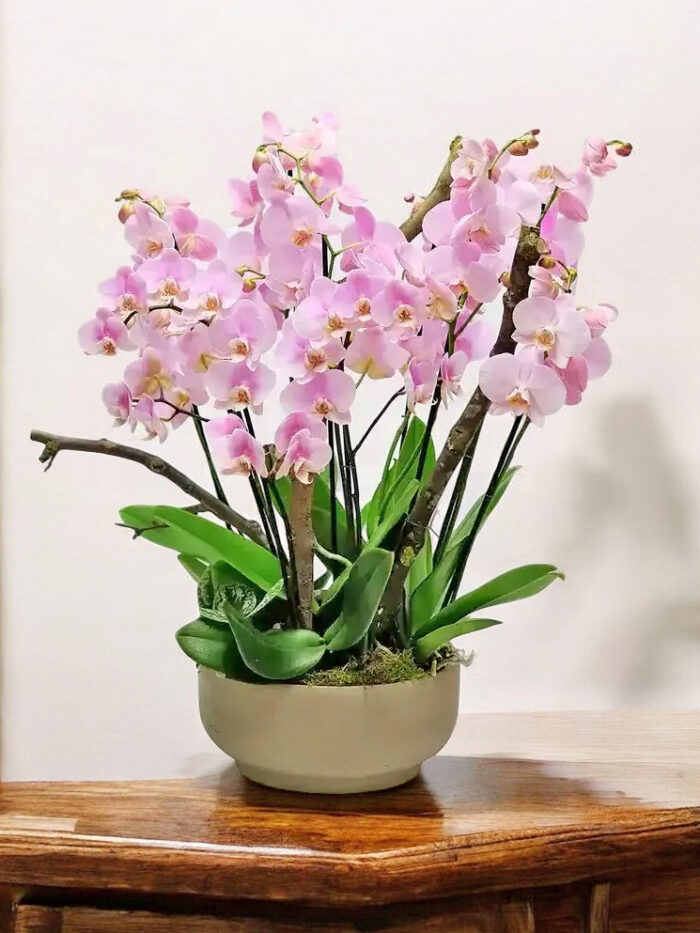 5viva-orchids-boca-raton-flower-delivery-pink-orchid-dance-1