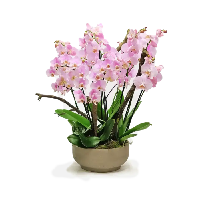 5viva-orchids-boca-raton-flower-delivery-pink-orchid-dance-1