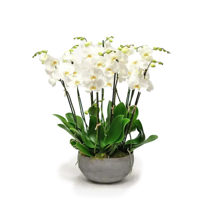 6viva-orchids-boca-raton-flower-delivery-white-orchid-swan-lake-1
