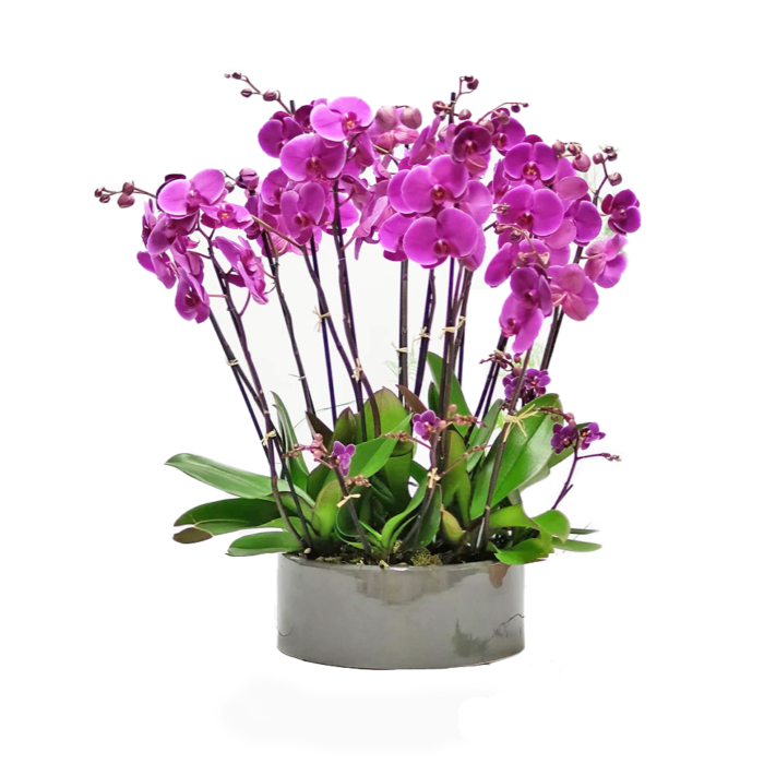 bright-orchid-gift