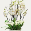 orchids-boca-raton-flower-delivery000