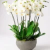 swan lake white luxury orchids.