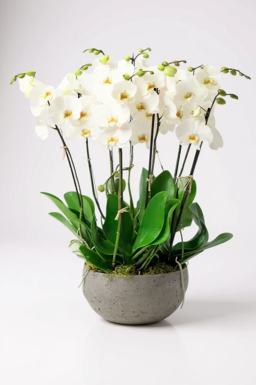 swan lake white luxury orchids.