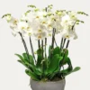 white-orchid-swan-lake-uuu-44---777