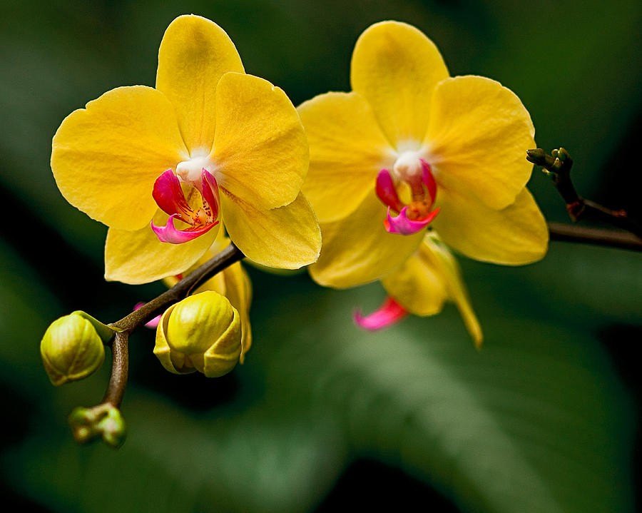 1 woyy8gaefpsmowvshydt6w Discovering the Popular Flowers in Boca Raton from Viva Flowers