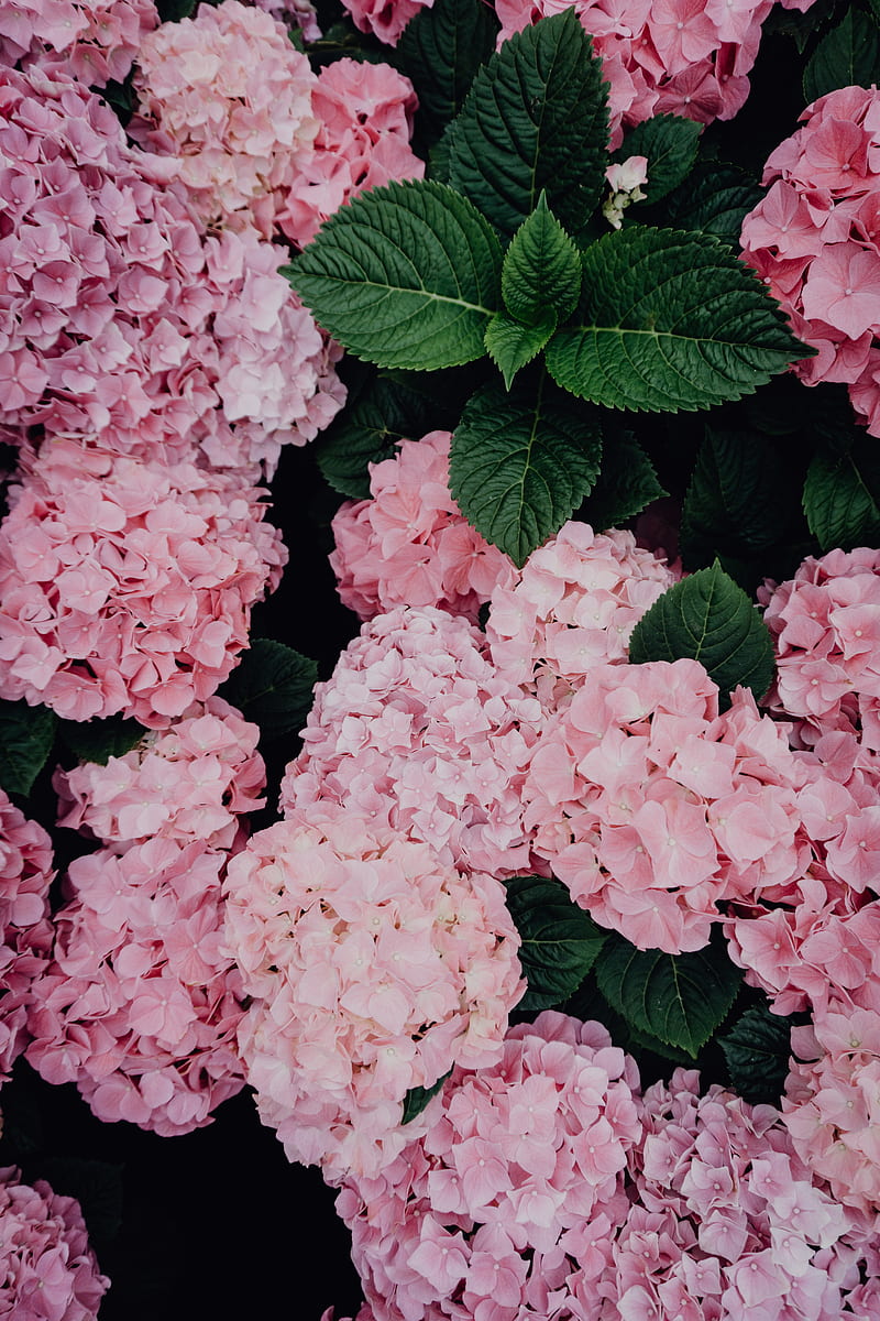 Hydrangeas