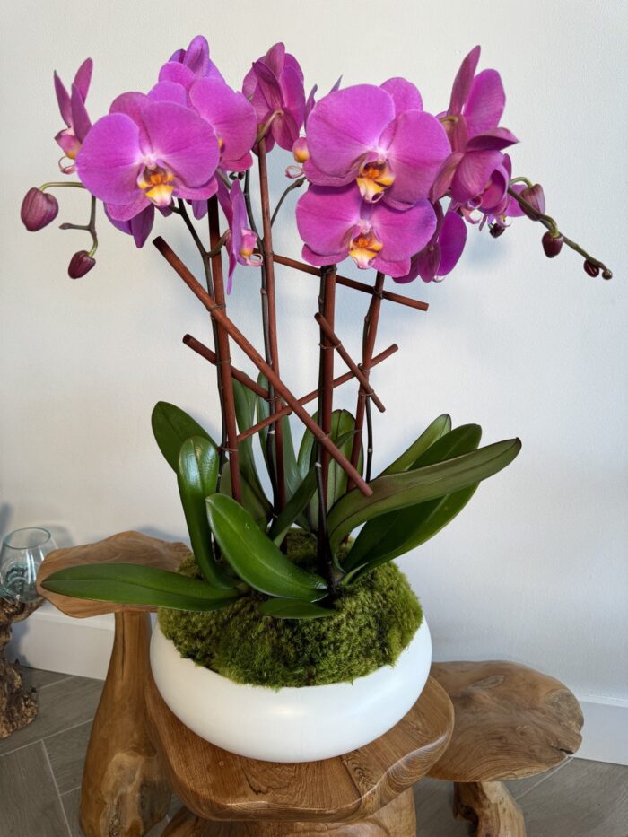 Looking to add a touch of elegance and tranquility to your space? Our purple orchid arrangements are the perfect choice for any home or office.