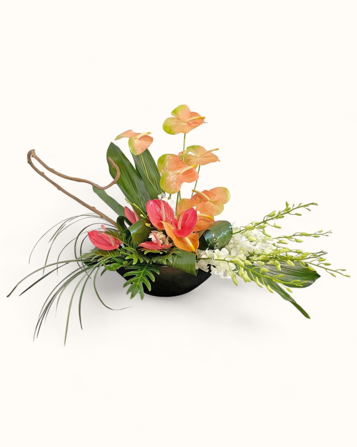 money plant to buy Chinese Money Tree Plant for Sale | Buy Houseplants
