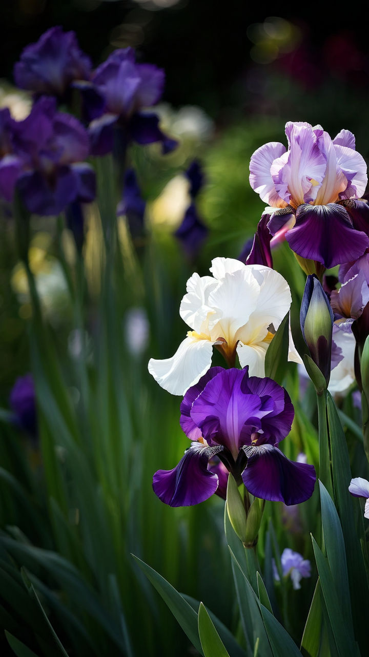 Irises