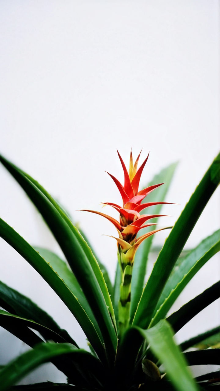 Bromeliad Plant