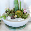 cacti2