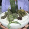 cactus boca raton