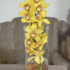 cymbidium