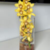 cymbidium
