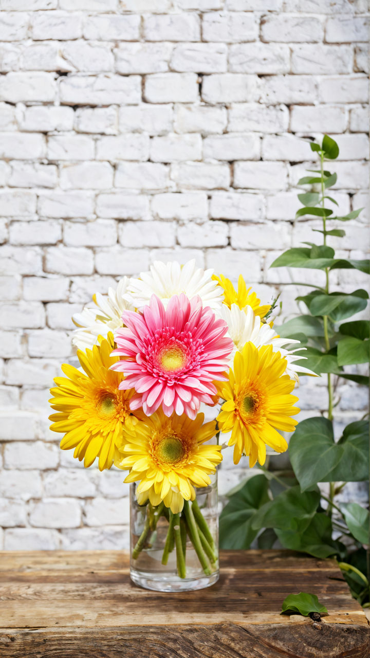 Gerbera