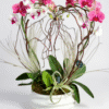 love orchids