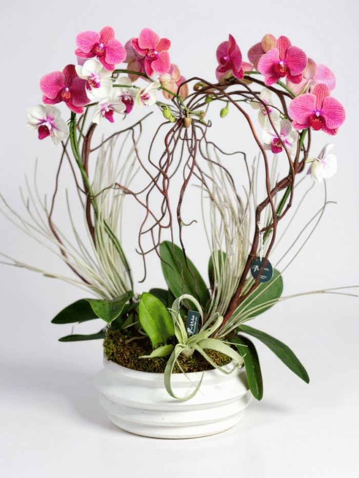 love orchids