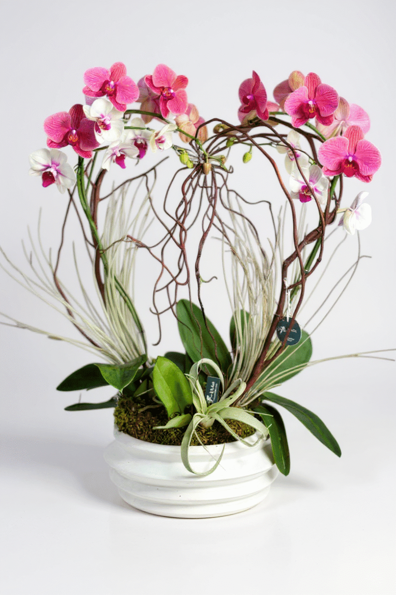 love orchids
