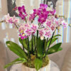 Charming:Mix of Mini Orchids