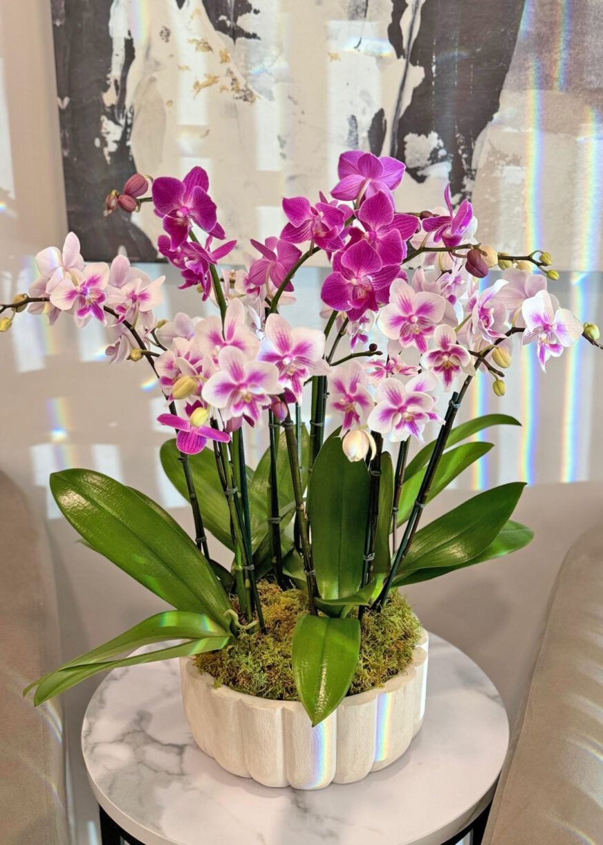 Charming:Mix of Mini Orchids
